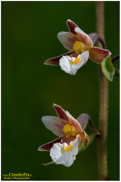 epipactis palustris, fiori di montagna, fiori alpini